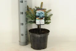 Colorado Spar (Picea Pungens 'Glauca Globosa') -Goedkope DirectPlant winkel picea pungens glauca globosa c3 m