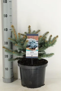 Colorado Spar (Picea Pungens 'Glauca Globosa') -Goedkope DirectPlant winkel picea pungens glauca globosa c5 m