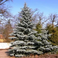 Spar (Picea Pungens 'Hoopsii') -Goedkope DirectPlant winkel picea pungens hoopsii 1