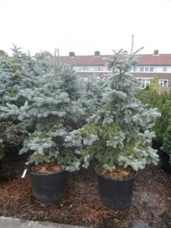 Spar (Picea Pungens 'Hoopsii') -Goedkope DirectPlant winkel picea pungens hoopsii 125 150 175 200 aanlegkwaliteit