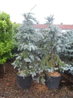 Spar (Picea Pungens 'Hoopsii') -Goedkope DirectPlant winkel picea pungens hoopsii 125 150 175 200 aanlegkwaliteit 1