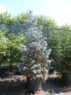 Spar (Picea Pungens 'Hoopsii') -Goedkope DirectPlant winkel picea pungens hoopsii 175 200 250