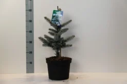 Spar (Picea Pungens 'Hoopsii') -Goedkope DirectPlant winkel picea pungens hoopsii 30 40 cm c5