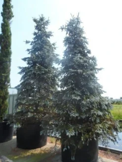 Spar (Picea Pungens 'Hoopsii') -Goedkope DirectPlant winkel picea pungens hoopsii 400 500 600 c1000