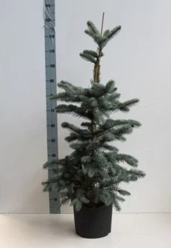 Spar (Picea Pungens 'Hoopsii') -Goedkope DirectPlant winkel picea pungens hoopsii 60 80 cm co. 7.5l kopie kopie