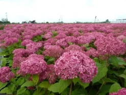 Hortensia (Hydrangea 'Pink Annabelle') -Goedkope DirectPlant winkel pink annabelle 1