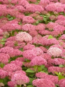 Hortensia (Hydrangea 'Pink Annabelle') -Goedkope DirectPlant winkel pink annabelle 2