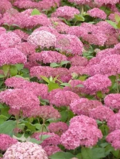 Hortensia (Hydrangea 'Pink Annabelle') -Goedkope DirectPlant winkel pink annabelle 3