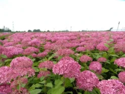 Hortensia (Hydrangea 'Pink Annabelle') -Goedkope DirectPlant winkel pink annabelle 4