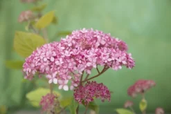 Hortensia (Hydrangea 'Pink Annabelle') -Goedkope DirectPlant winkel pink annabelle 8