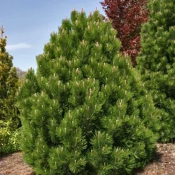 Bosnische Den (Pinus Heldreichii 'Compact Gem') -Goedkope DirectPlant winkel pinus heldreichii compact gem