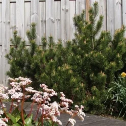 Bergden (Pinus Mugo Mughus) -Goedkope DirectPlant winkel pinus mugo mughus 1