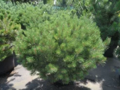 Bergden (Pinus Mugo Mughus) -Goedkope DirectPlant winkel pinus mugo mughus 100 125