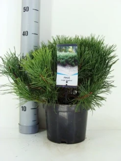 Bergden (Pinus Mugo Mughus) -Goedkope DirectPlant winkel pinus mugo mughus c3 m