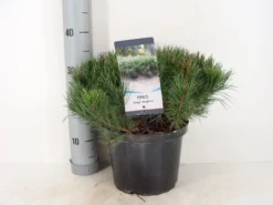 Bergden (Pinus Mugo Mughus) -Goedkope DirectPlant winkel pinus mugo mughus c5 m