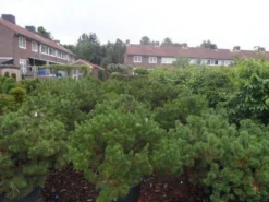 Bergden (Pinus Mugo Mughus) -Goedkope DirectPlant winkel pinus mugo mughus diameter 100 125 150 c130
