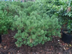 Bergden (Pinus Mugo Mughus) -Goedkope DirectPlant winkel pinus mugo mughus diameter 100 125 150 c130 3