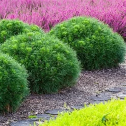Dwerg Bergden (Pinus Mugo 'Varella') -Goedkope DirectPlant winkel pinus mugo varella 1