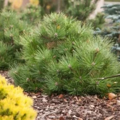 Oostenrijkse Den (Pinus Nigra 'Nana') 5 Oostenrijkse Den (Pinus Nigra 'Nana') -Goedkope DirectPlant winkel pinus nigra nana