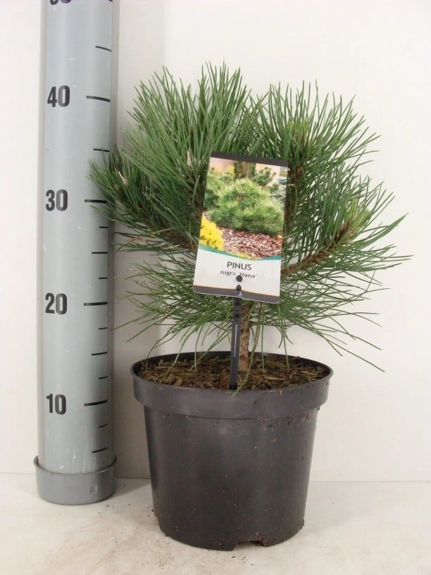 Oostenrijkse Den (Pinus Nigra 'Nana') 2 Oostenrijkse Den (Pinus Nigra 'Nana') - Afbeelding 2