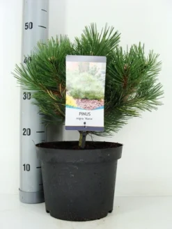 Oostenrijkse Den (Pinus Nigra 'Nana')