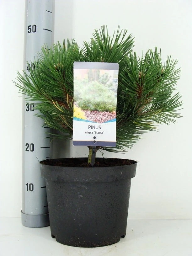 Oostenrijkse Den (Pinus Nigra 'Nana') 1 Oostenrijkse Den (Pinus Nigra 'Nana')