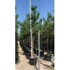 Oostenrijkse Den Als Boom (Pinus Nigra Nigra) -Goedkope DirectPlant winkel pinus nigra nigra 16 18