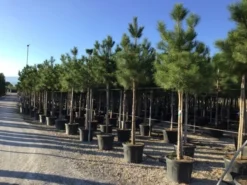Oostenrijkse Den Als Boom (Pinus Nigra Nigra) -Goedkope DirectPlant winkel pinus nigra nigra 16 18cm