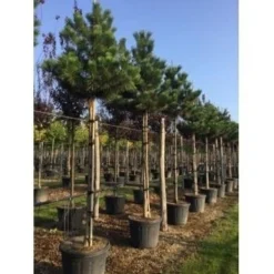 Oostenrijkse Den Als Boom (Pinus Nigra Nigra) -Goedkope DirectPlant winkel pinus nigra nigra 18 20