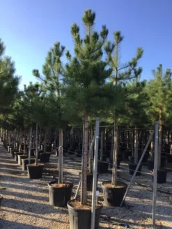 Oostenrijkse Den Als Boom (Pinus Nigra Nigra) -Goedkope DirectPlant winkel pinus nigra nigra 18 20 1