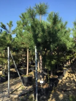 Oostenrijkse Den Als Boom (Pinus Nigra Nigra) -Goedkope DirectPlant winkel pinus nigra nigra 1820