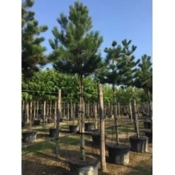 Oostenrijkse Den Als Boom (Pinus Nigra Nigra) -Goedkope DirectPlant winkel pinus nigra nigra 20 25