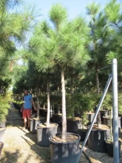 Oostenrijkse Den Als Boom (Pinus Nigra Nigra) -Goedkope DirectPlant winkel pinus nigra nigra 20 25 2