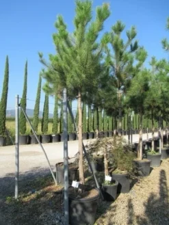 Oostenrijkse Den Als Boom (Pinus Nigra Nigra) -Goedkope DirectPlant winkel pinus nigra nigra 20 25 3