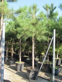 Oostenrijkse Den Als Boom (Pinus Nigra Nigra) -Goedkope DirectPlant winkel pinus nigra nigra 20 25 4