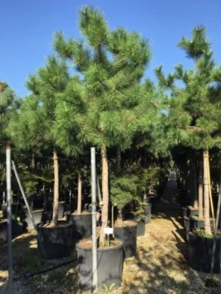 Oostenrijkse Den Als Boom (Pinus Nigra Nigra) -Goedkope DirectPlant winkel pinus nigra nigra 2025