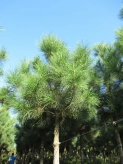 Oostenrijkse Den Als Boom (Pinus Nigra Nigra) -Goedkope DirectPlant winkel pinus nigra nigra 2