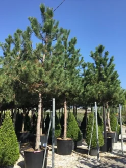Oostenrijkse Den Als Boom (Pinus Nigra Nigra) -Goedkope DirectPlant winkel pinus nigra nigra 30 35