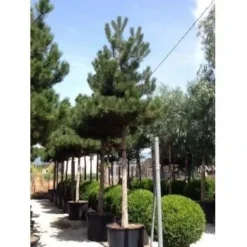Oostenrijkse Den Als Boom (Pinus Nigra Nigra) -Goedkope DirectPlant winkel pinus nigra nigra 30 35 1