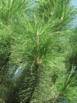 Oostenrijkse Den Als Boom (Pinus Nigra Nigra) -Goedkope DirectPlant winkel pinus nigra nigra 3