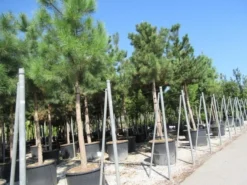 Oostenrijkse Den Als Boom (Pinus Nigra Nigra) -Goedkope DirectPlant winkel pinus nigra nigra 4