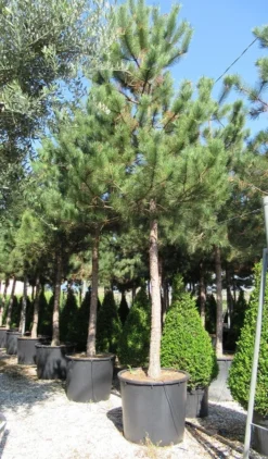 Oostenrijkse Den Als Boom (Pinus Nigra Nigra) -Goedkope DirectPlant winkel pinus nigra nigra 5