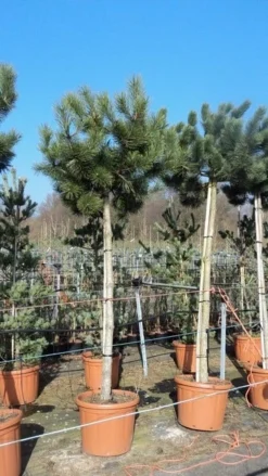 Oostenrijkse Den Als Boom (Pinus Nigra Nigra) -Goedkope DirectPlant winkel pinus nigra nigra stamboom 250 300