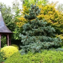 Blauwe Japanse Den (Pinus Parviflora 'Glauca') -Goedkope DirectPlant winkel pinus parviflora glauca