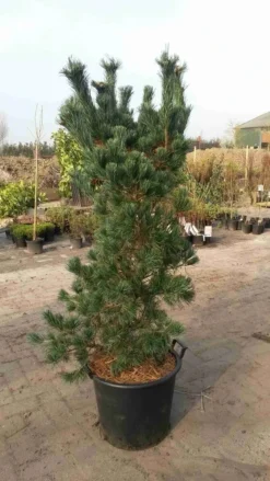 Goedkope DirectPlant winkel -Goedkope DirectPlant winkel pinus parviflora glauca 100125cm 1 1