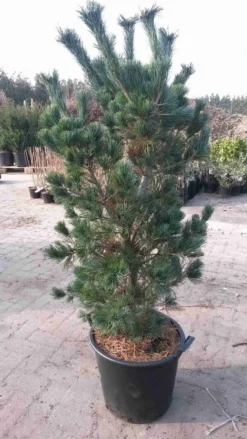 Goedkope DirectPlant winkel 16 Blauwe Japanse Den (Pinus Parviflora 'Glauca')