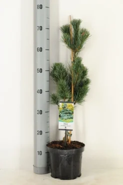 Blauwe Japanse Den (Pinus Parviflora 'Glauca') -Goedkope DirectPlant winkel pinus parviflora glauca winter c3 m 1