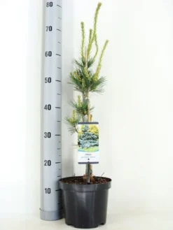 Blauwe Japanse Den (Pinus Parviflora 'Glauca') -Goedkope DirectPlant winkel pinus parviflora glauca zomer c3 m
