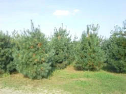 Bergden (Pinus Strobus 'Radiata') -Goedkope DirectPlant winkel pinus storbus diverse