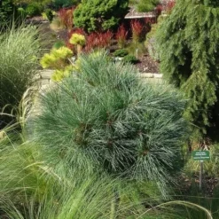 Bergden (Pinus Strobus 'Radiata') -Goedkope DirectPlant winkel pinus strobus radiata